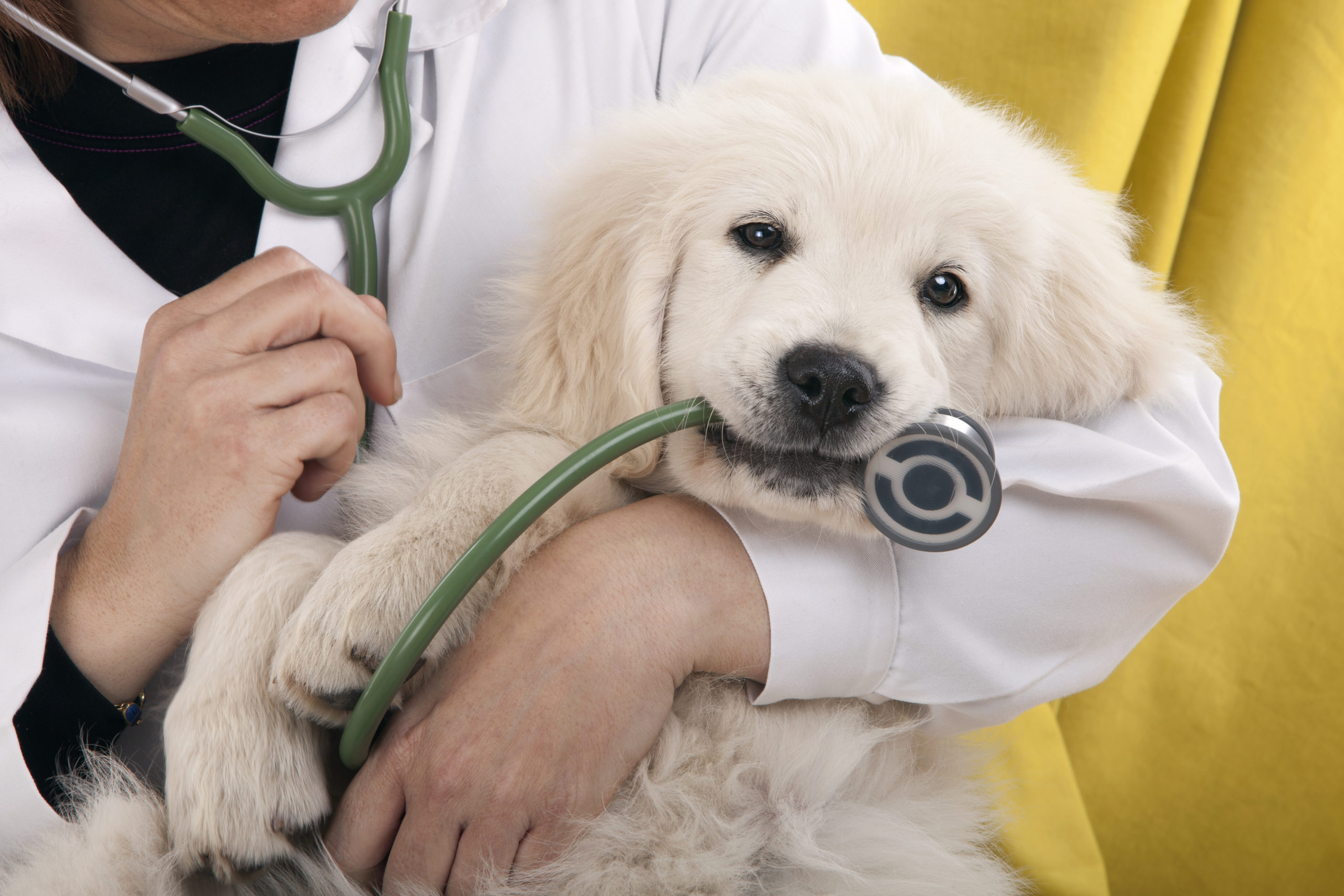 a dog nibbling a stethoscope