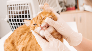 a cat getting a dental exam